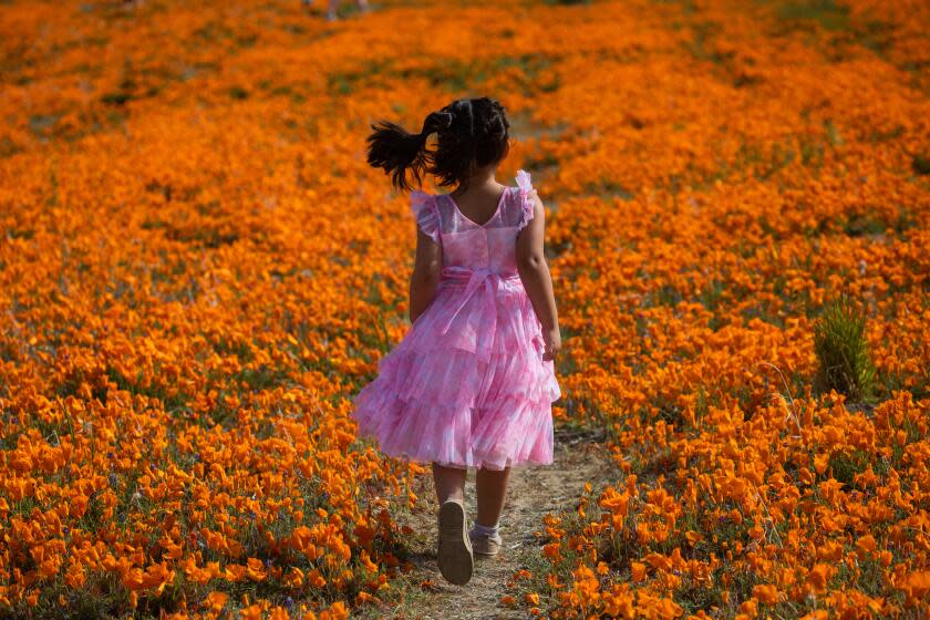 Lancaster, CA - April 07: Isabella Recio, 4, walks on the trail in a field of California Poppies outside the Antelope Valley California Poppy Reserve State Natural Reserve on Friday, April 7, 2023, in Lancaster, CA. (Francine Orr / Los Angeles Times)