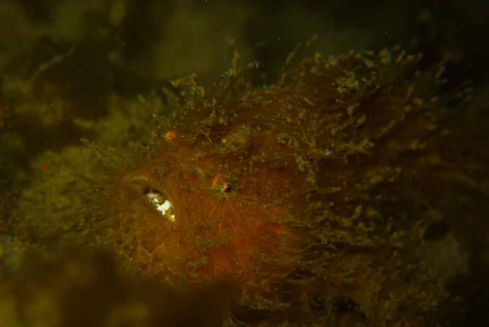 This little fella is a very dirty Hairy Frogfish. Why dirty? Well, there's a lot of algae stuck to its hairy body.