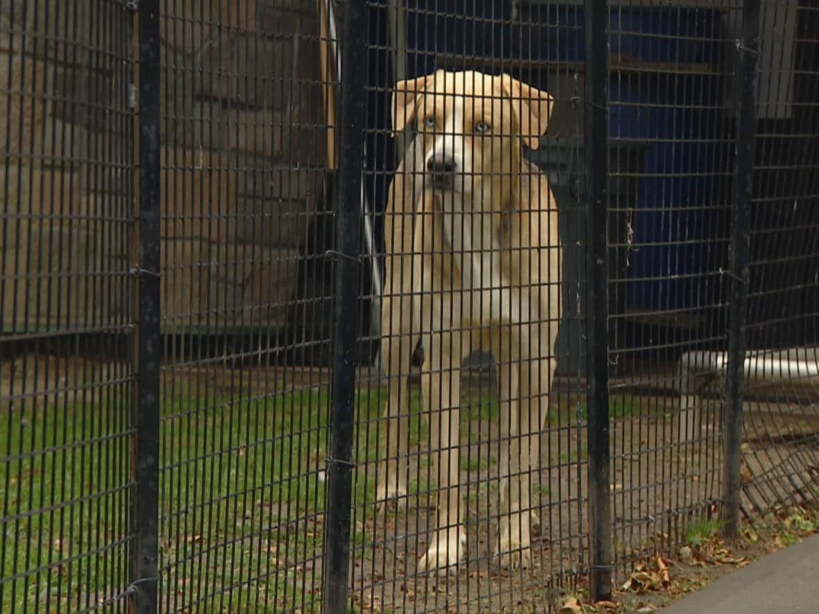 According to Toronto Animal Services, there has been a 63 per cent increase in the number of pets surrendered to the organization this year compared to the same period in 2021.  (Paul Borkwood/CBC - image credit)