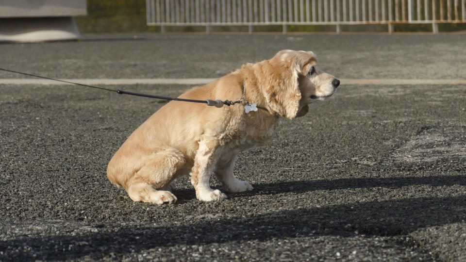 Dog urinating