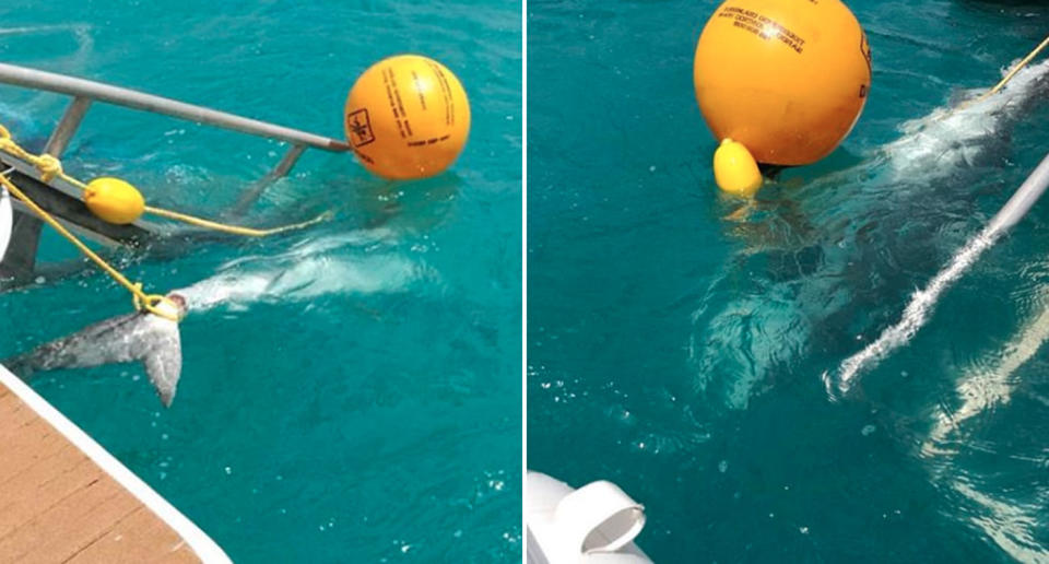 Two of the three tiger sharks killed by Queensland Fisheries following attacks in Cid Harbour in Queensland’s Whitsunday region last week. Source: Instagram/Sailingpopeye