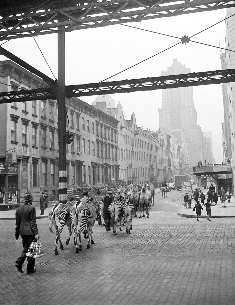 <p>Just off the train from winter quarters in Florida, camels and zebras make their west on East 49th Street to Madison Square Garden in New York, April 3, 1942. The animals are here for the season’s opening of the Ringling Bros. and Barnum & Bailey Circus. (AP Photo/John Lindsay) </p>