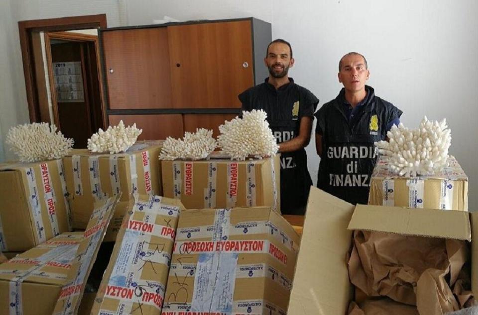 Coral being smuggled from Greece to France were detected by the Italian Guardia di Financa during customs inspection on a vessel docked at Ancona Maritime Port. (Photo: Interpol)
