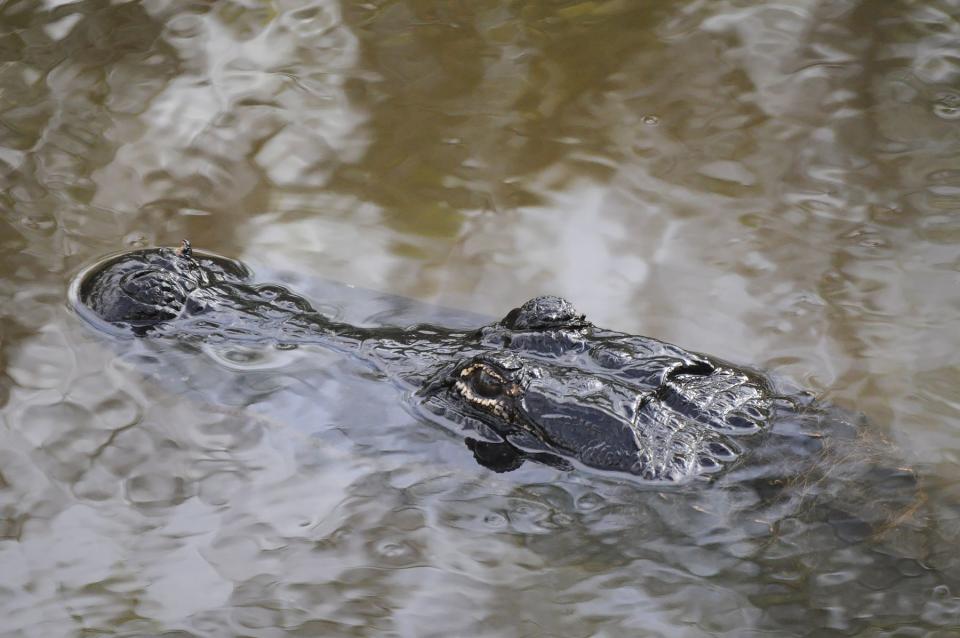 Local alligators try to stay warm on a cold morning in Corkscrew Swamp Sanctuary.