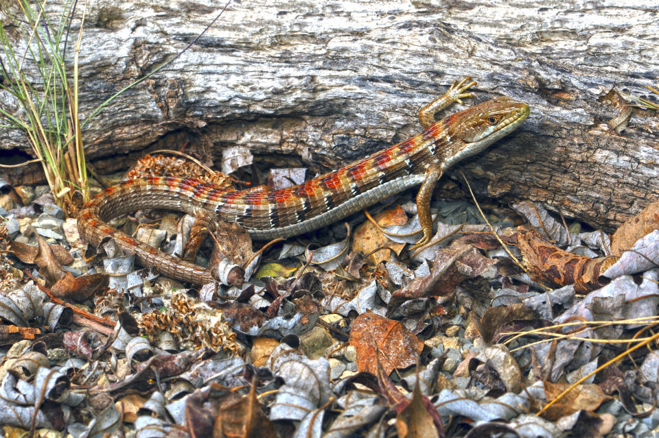 Fotografía proporcionada por Robert W. Hansen que muestra una elgaria del sur (“Elgaria multicarinata”) que, a pesar de los efectos letales del veneno de la viuda negra, parece ser inmune a esta toxina. (Jim Parham vía The New York Times) 