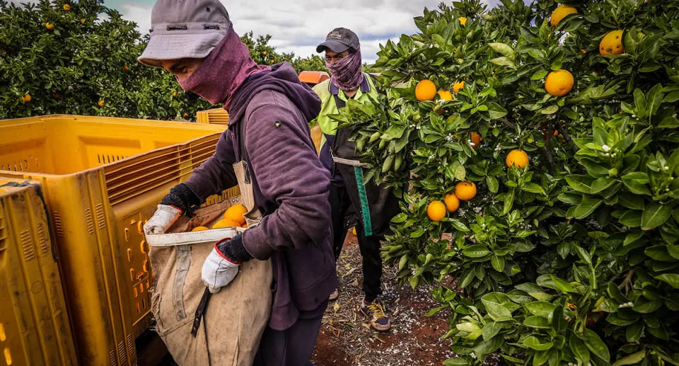 Seasonal workers harvest Valencia oranges from trees at an orchard in New South Wales. Source: Getty
