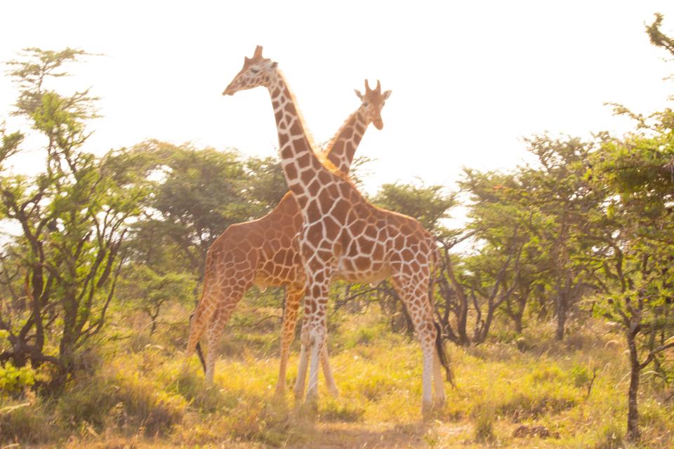 The tallest land animal and mammal, and the third tallest of all animals, is the giraffe.