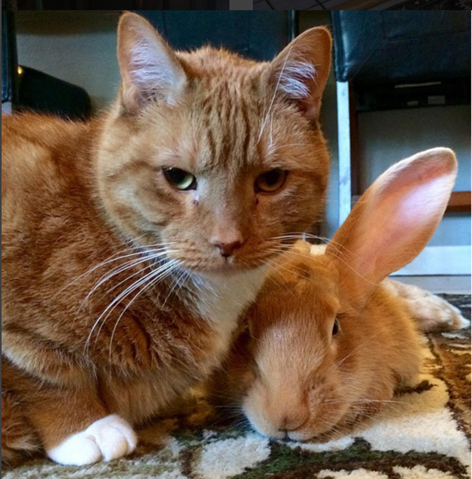 Eine besonders ungewöhnliche Tierfreundschaft verbindet auch das Riesenkaninchen Wallace und seinen Katzenpartner Gus. Eigentlich sollte man vermuten, dass Gus Wallace eher zum Fressen gern hat, die beiden schmusen aber lieber und sind ziemlich beste Freunde. Ihr Frauchen hat die beiden Tiere erst im März 2015 zusammengeführt. Damals war Wallace zarte drei Monate, Gus hingegen schon elf Jahre alt.