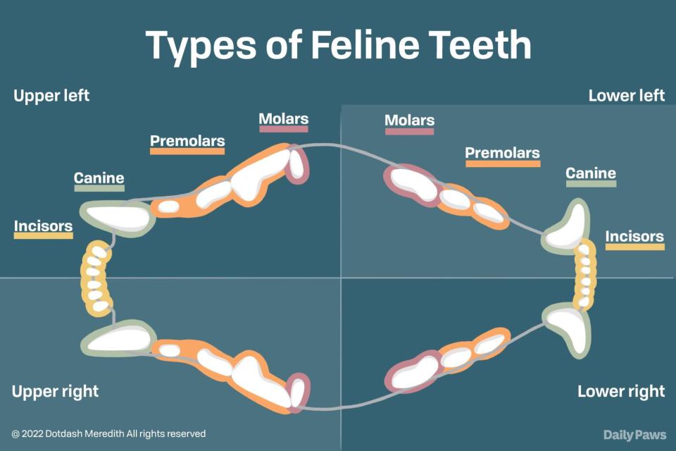 inforgraphic showing how many teeth cats have with color coding to types of teeth, 30 total