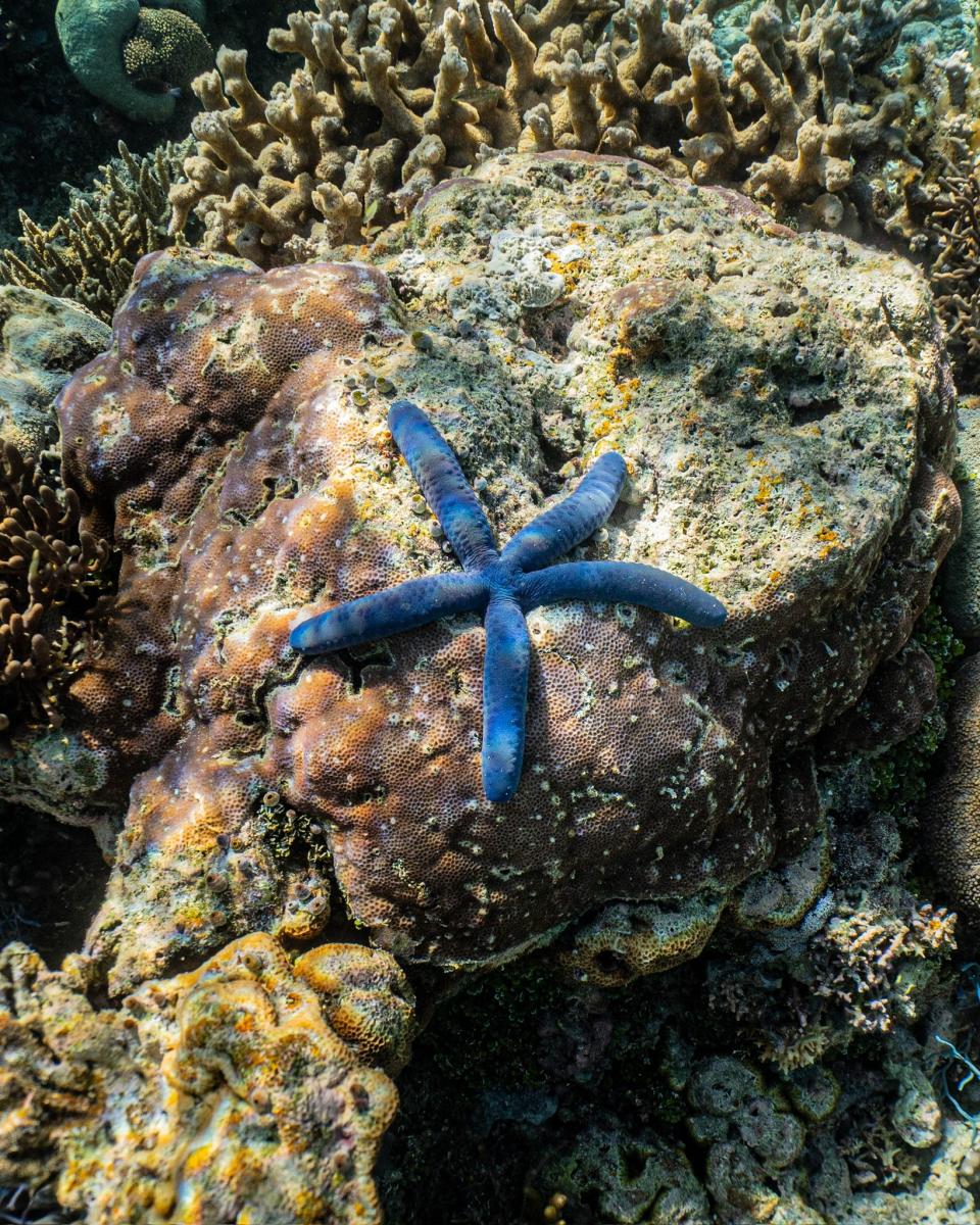 A blue starfish on Ashmore Reef.