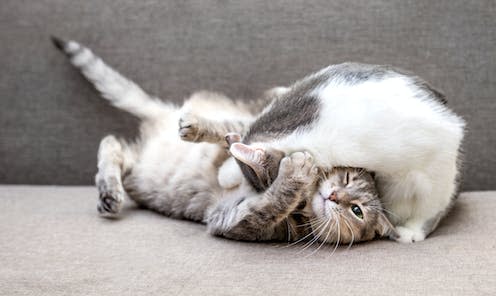 <span class="caption">Notice how the claws are sheathed </span> <span class="attribution"><a class="link " href="https://www.shutterstock.com/image-photo/two-cats-playing-on-couch-home-1280325019" rel="nofollow noopener" target="_blank" data-ylk="slk:Anastasiia Skorobogatova/Shutterstock;elm:context_link;itc:0;sec:content-canvas">Anastasiia Skorobogatova/Shutterstock</a></span>