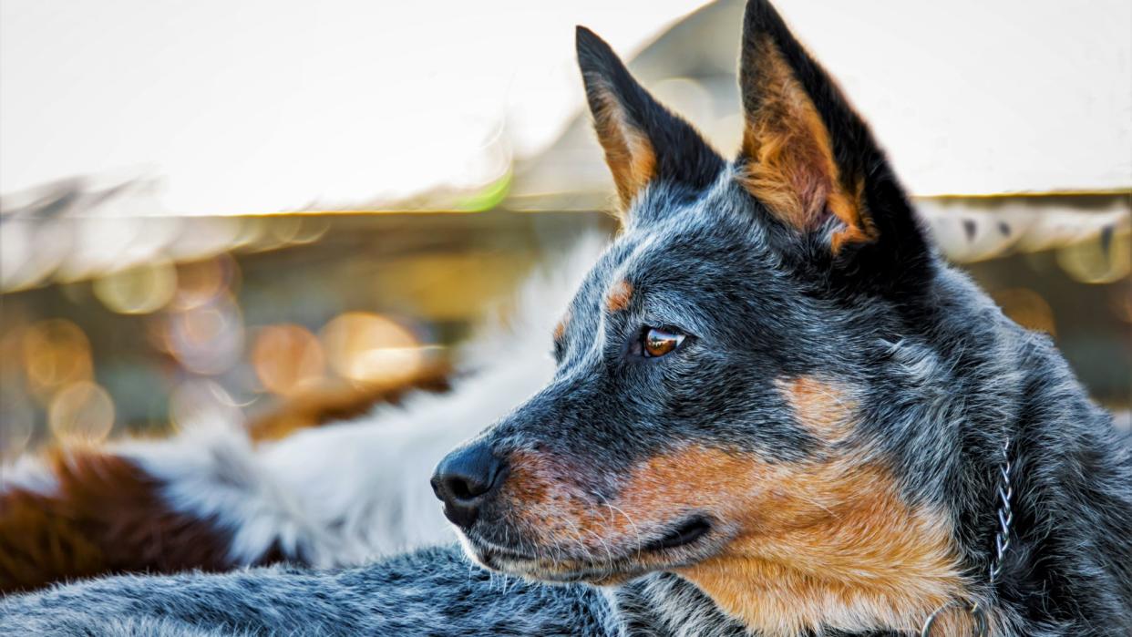 Australian cattle dog