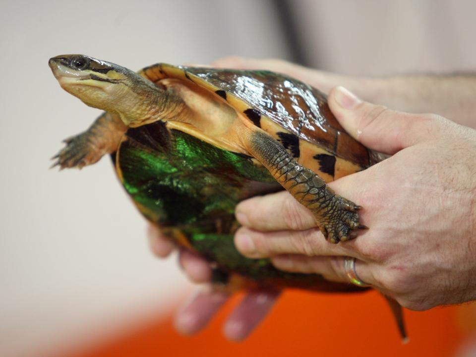 Hands holding a turtle with a bright, green underbelly