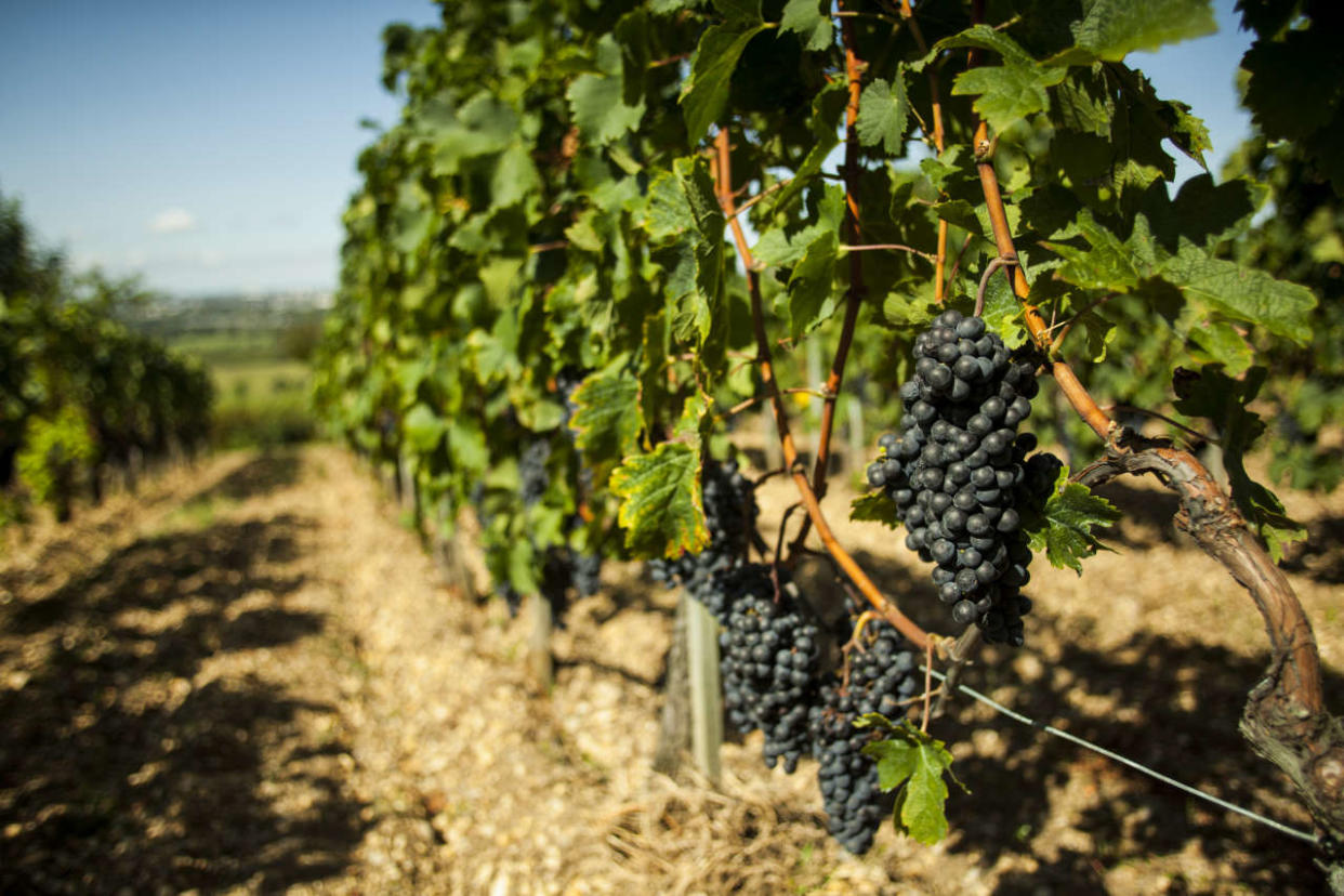 View of a mature vine ready to be harvested at the end of the French summer. Image taken in Bouliac, region of Bordeaux, France known to be the source of world´s best class wines in the world