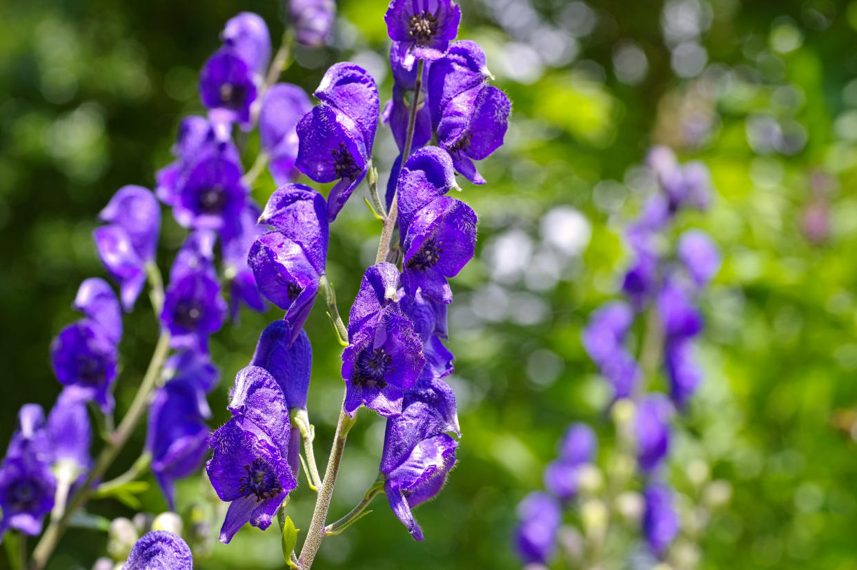 Every part of the aconite plant, especially the root, contains toxins. (Photo via Getty Images)