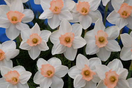 A display of Daffodils are seen at the RHS Chelsea Flower Show in London, Britain, May 21, 2018. REUTERS/Toby Melville