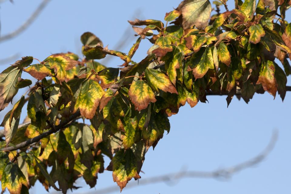 The leaves on a tree stressed by drought turn brown, Friday, Sept. 9, 2022, in Boston. This summer's drought is expected to cause a patchy array of fall color in the leaf-peeping haven of New England. Experts predict that it will be more spread out this year with some trees changing earlier or even browning and dropping leaves because of the drought. (AP Photo/Michael Dwyer)