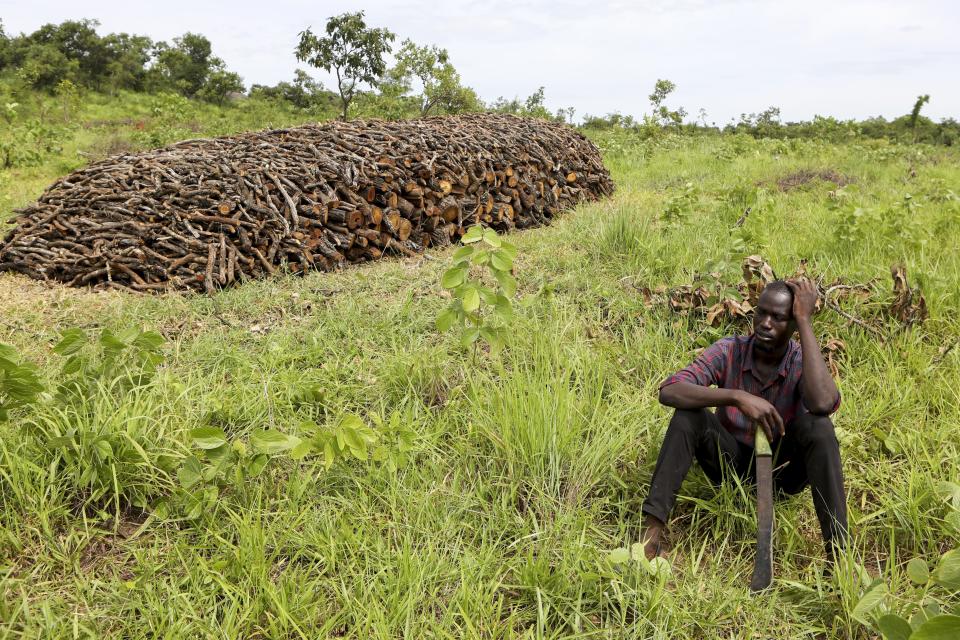 Peter Ejal, a charcoal burner, sits next to a pile of trees cut for charcoal, in Gulu, Uganda, May 27, 2023. The burning of charcoal, an age-old practice in many African societies, is now restricted business across northern Uganda amid a wave of resentment by locals who have warned of the threat of climate change stemming from the uncontrolled felling of trees by outsiders. (AP Photo/Hajarah Nalwadda)