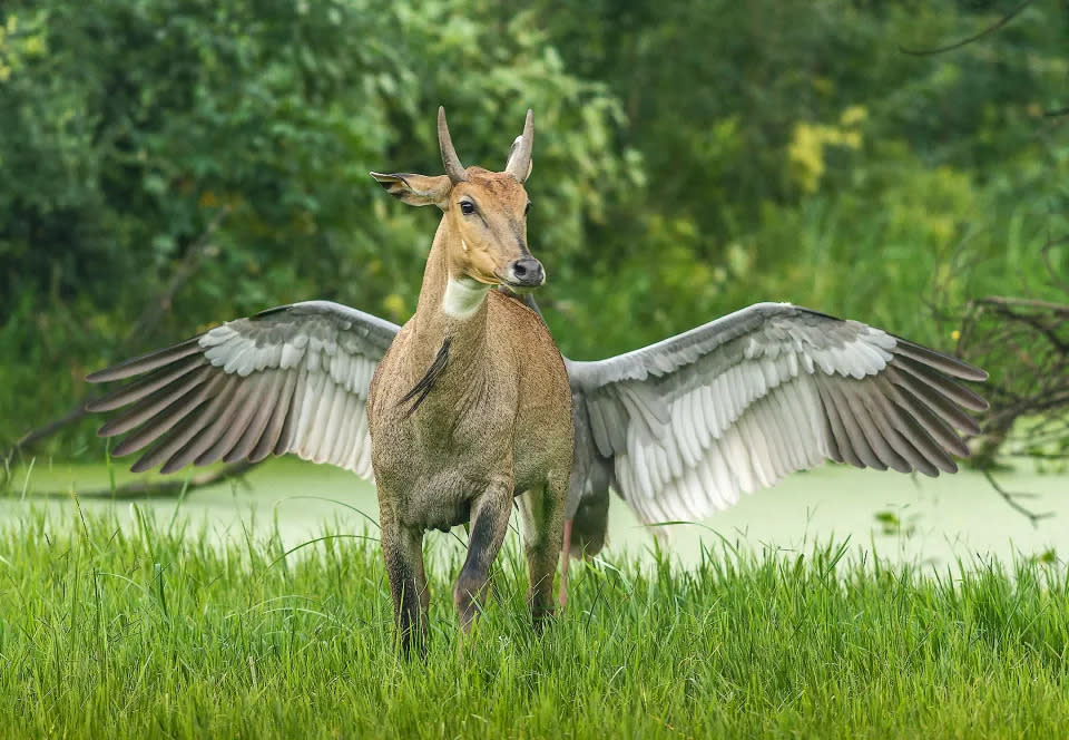 Título “Pegasus, el caballo volador”. Una grulla sarus india ataca a un toro azul por detrás en el Parque Nacional de Keoladeo, en India. La grulla sarus abrió sus enormes alas y ahuyentó al toro de su nido.