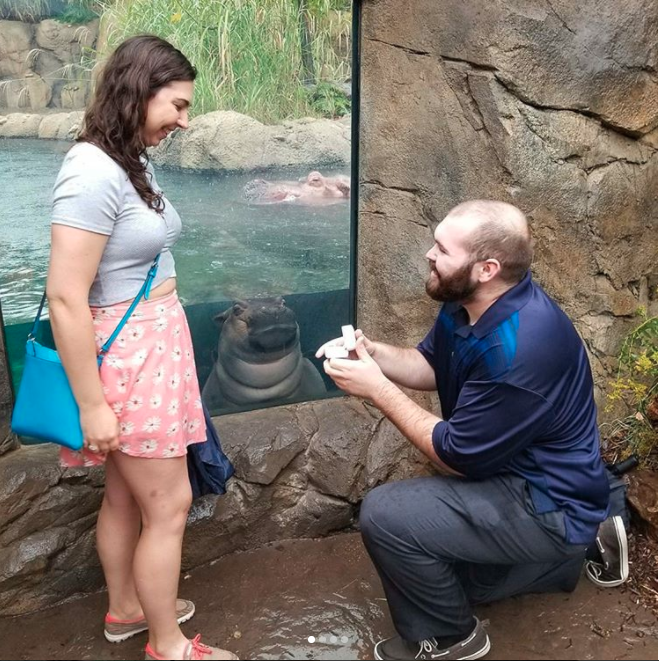 This is the moment baby hippo Fiona photobombed a couple's proposal. Photo: Instagram/Hayley Roll