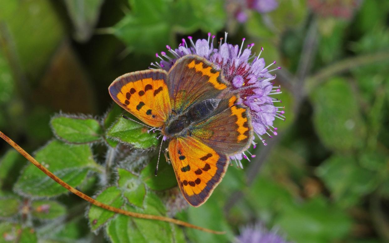 A Small Copper butterfly [Lycaena phlaeas] feeding on a Water Mint flower - Moment RF