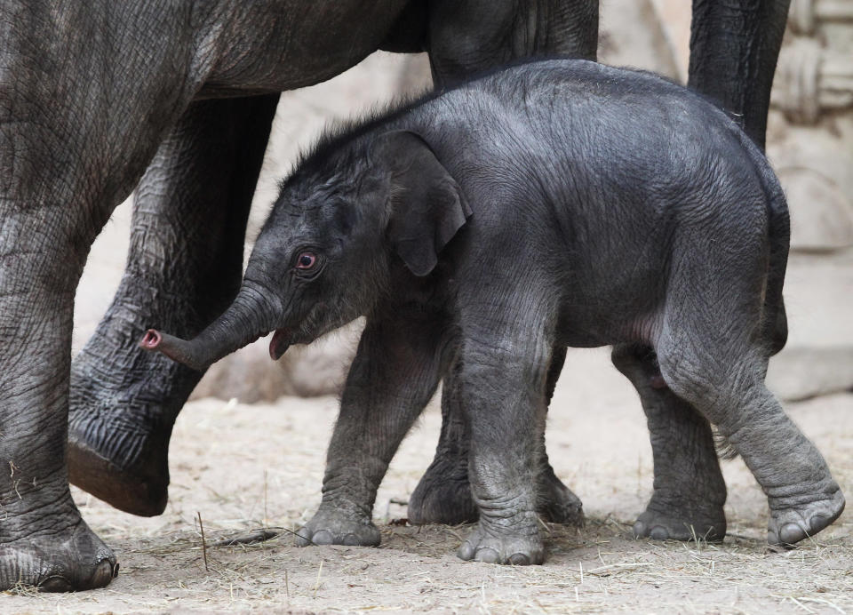 An unnamed baby elephant calf explores alongside his mother Lai Sinh the elephant barn at the Hagenbeck Zoo on April 18, 2012 in Hamburg, Germany. The male calf was born on April 13 with a weight of 100 kilos as the third calf of mother elephant Lai Sinh. (Photo by Joern Pollex/Getty Images)