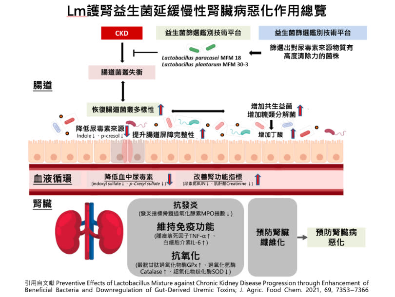 科學研究成果證實慢性腎臟病改善腸道健康有助於延緩腎功能惡化 / 奔益生技提供