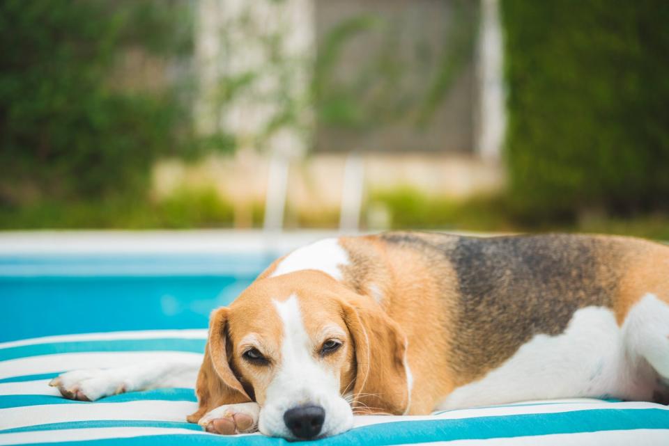 dog at pool