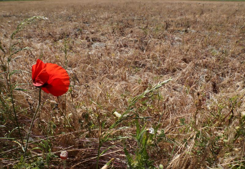 FILE PHOTO: A dry field is seen in Diksmuide