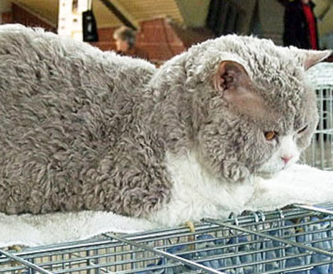 A poodle cat