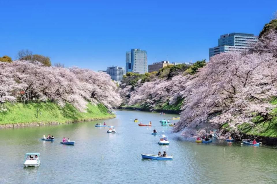 日本櫻花2024｜東京賞櫻10大必去景點一日遊推薦！每人低至$233起 淺間公園櫻花樹下富士山、目黑川遊船體驗