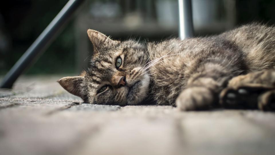 cat lying on the ground