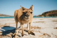 <p>A kangaroo gets up close and personal at Lucky Bay in the Cape Le Grand National Park near Esperance, Western Australia.</p>