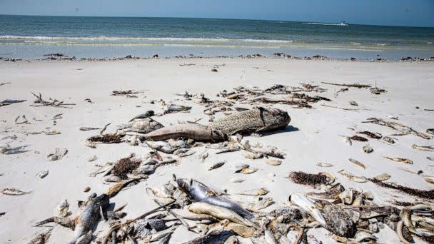 PHOTO: Dead fish litter Fort Myers Beach near mid island, March 6, 2023. (Andrew West/The News-Press/USA Today Network)