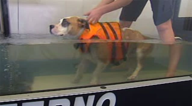 A clinic on the Central Coast is using hydrotherapy to turn portly pooches into trim, taut, terrific terriers. Photo: 7News