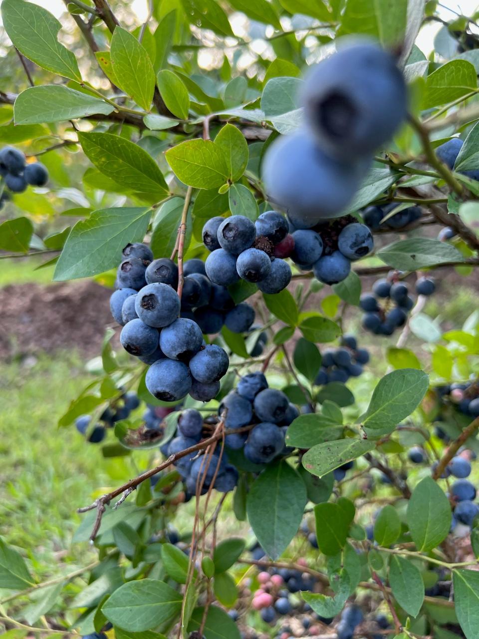 Tallahassee's Sienna Lee Gardens Blueberry Farm hold an open house from 3-7 p.m. Saturday.