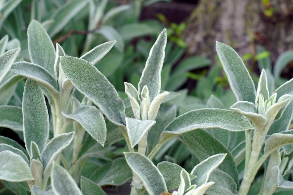 close view of light green leaves of lambs ear plant