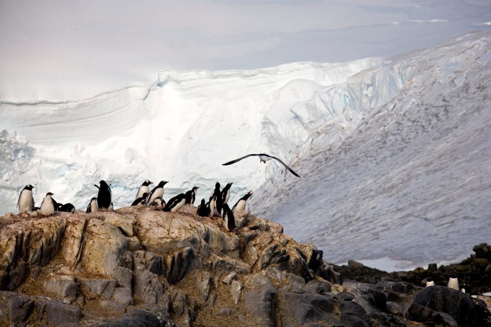 gentoo penguins on the "Penguin Post Office," Port Lockroy on Goudier Island in Antarctica