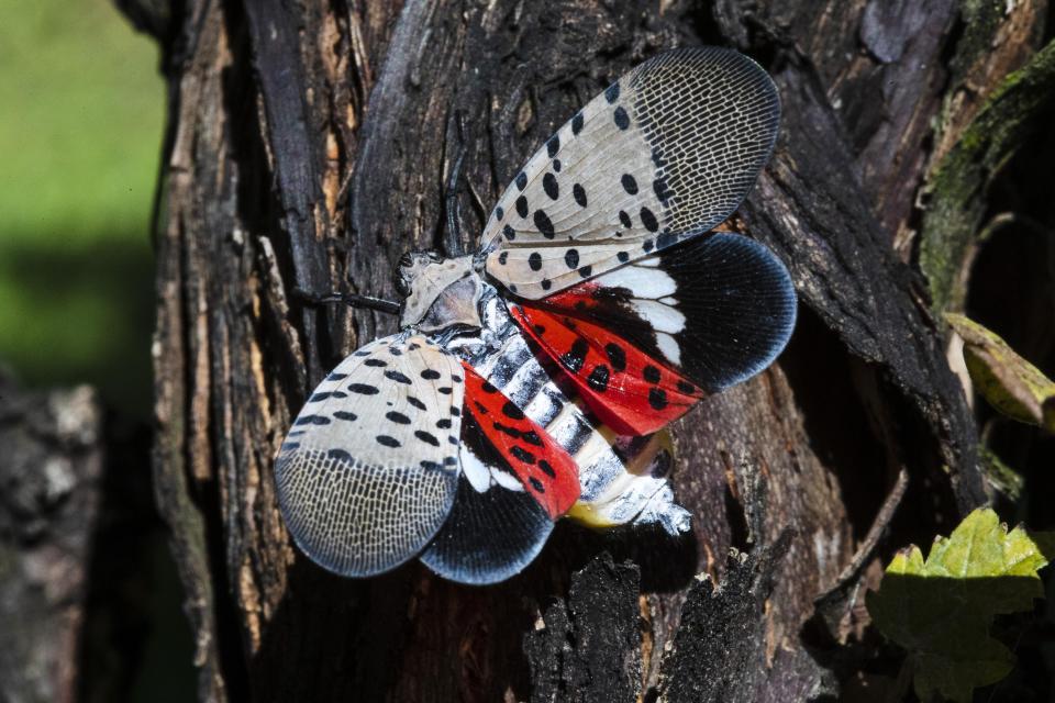 A spotted lanternfly at a vineyard in Kutztown, Pa.