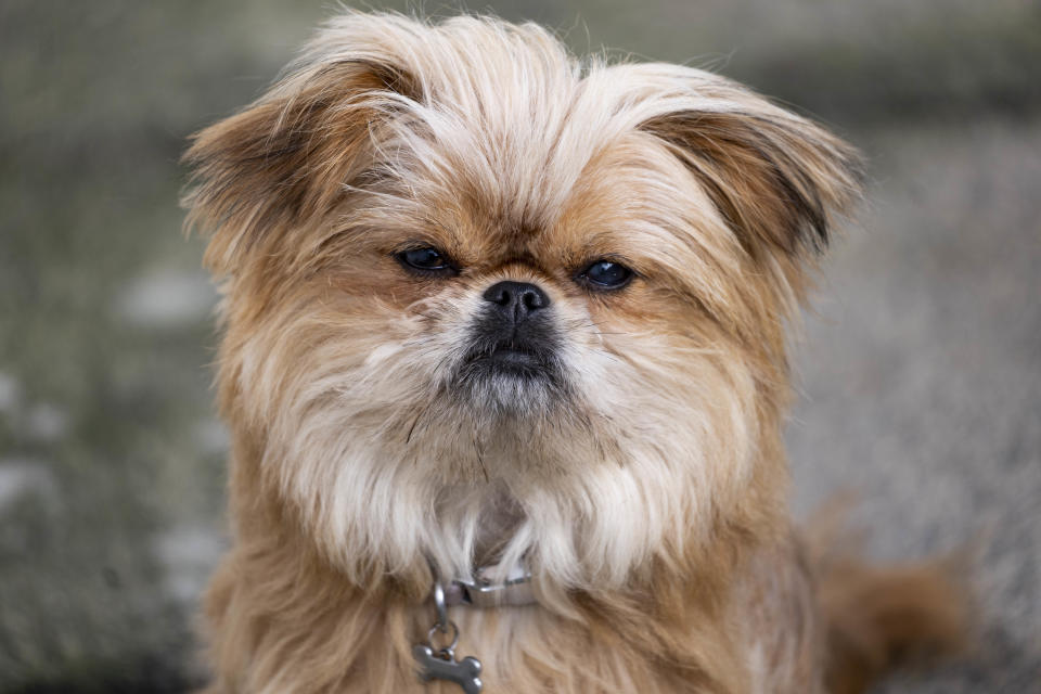 Close up of a brown dogs face shot on Leica 100-400mm Vario-Elmar-SL f/5-6.3