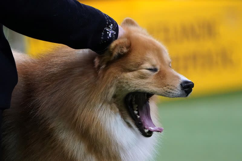 A dog yawns at the 2020 Westminster Kennel Club Dog Show at Madison Square Garden in New York City