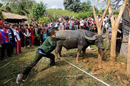 A man kills a water buffalo to eat during a festival in a village outside Pansang, Wa territory in northeast Myanmar October 3, 2016. REUTERS/Soe Zeya Tun