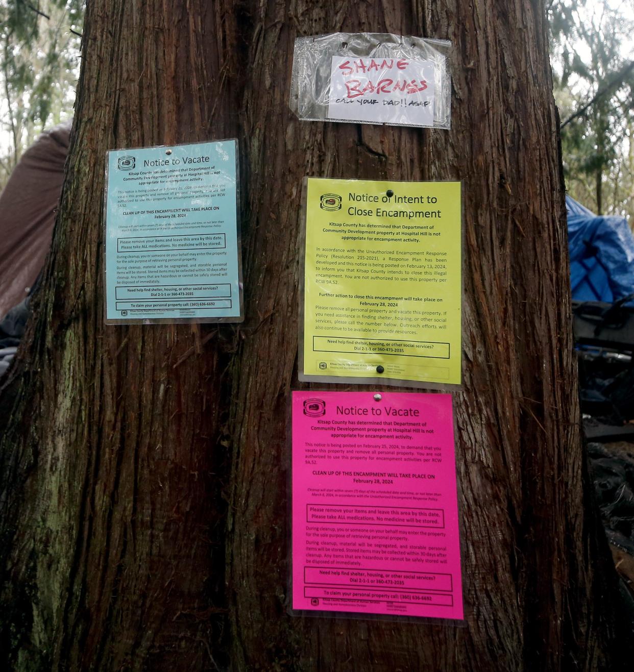 Notices of encampment closure adorn the trunk of a cedar in the Hospital Hill area of the Clear Creek Trail in Silverdale on Wednesday Feb. 28, 2024.