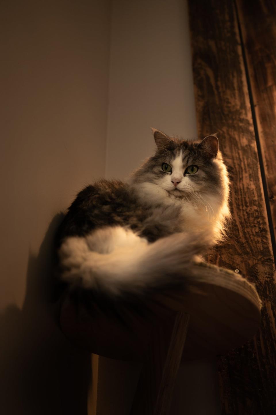 Cat Cafe Mocha en Tokio (Unsplash)