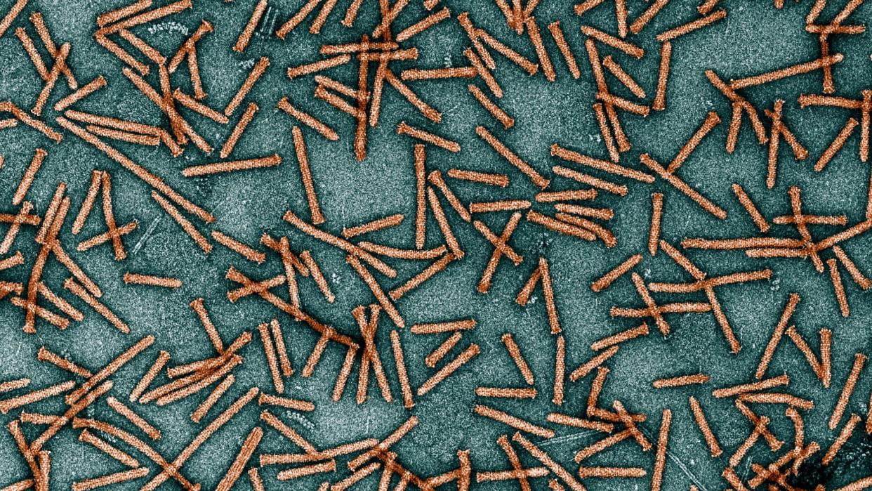  microscopic image of "syringe" proteins that look like thin, tubular nail-like shapes against a blue background 