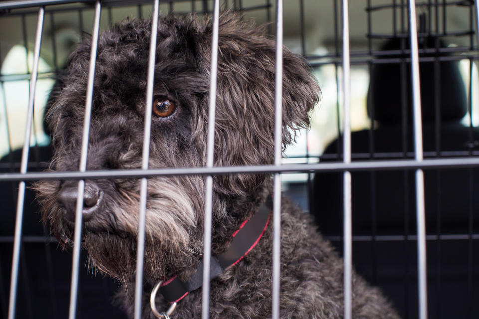 Dog inside travel cage as owners are urged to keep pets comfortable over holiday period.