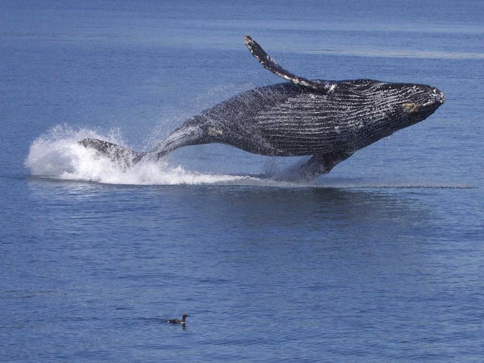 humpback whale breaching alaska