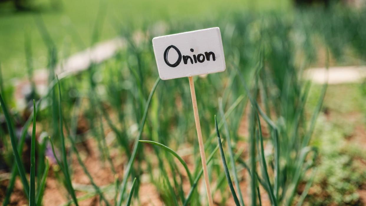 how to grow onions