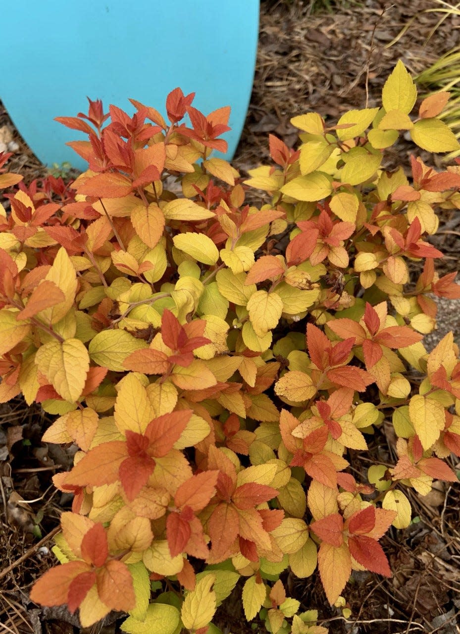 The Double Play Candy Corn spirea emerges from winter dormancy as if the leaves are on fire.