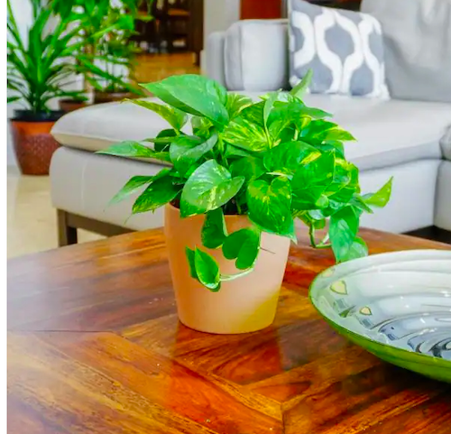 pothos plant